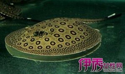 魟魚裙邊爛的怎么弄：當魟魚的裙邊出現爛的情況 魟魚裙邊爛的怎么弄：當魟魚的裙邊出現爛的情況 魟魚百科 第3張