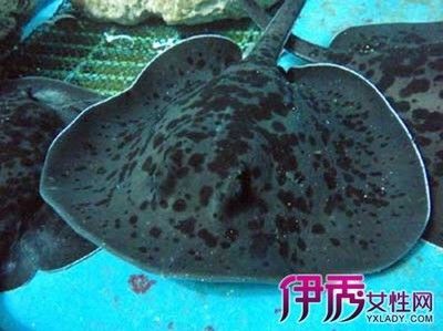 魟魚裙邊爛的怎么弄：當魟魚的裙邊出現爛的情況 魟魚裙邊爛的怎么弄：當魟魚的裙邊出現爛的情況 魟魚百科 第2張