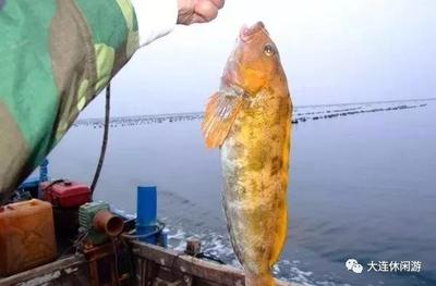 魚懷孕和腹水圖的區別，詳細圖解與識別指南