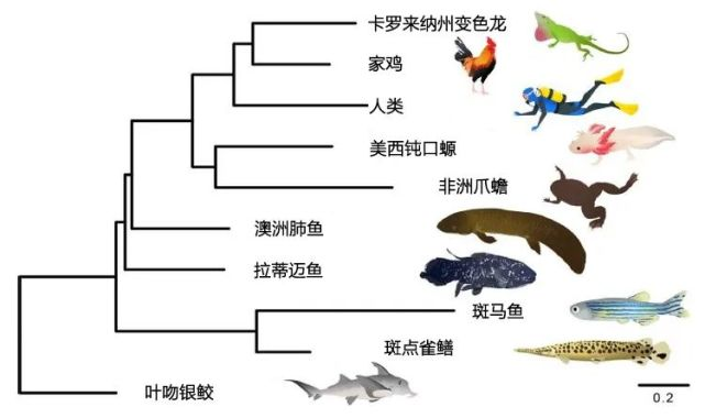 魚畫能不能對著大門？風水寓意、文化傳統與現代家居的平衡