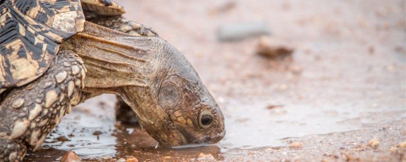 魚缸過濾器選購指南:自制魚缸過濾器魚缸上置過濾器對于養(yǎng)魚愛好者的必備知識 寵物龜能活多久怎么養(yǎng)活得長 錦鯉魚百科 寵物龜能活多久怎么養(yǎng)活得長 寵物龜能活多久怎么養(yǎng)活得長 錦鯉魚百科