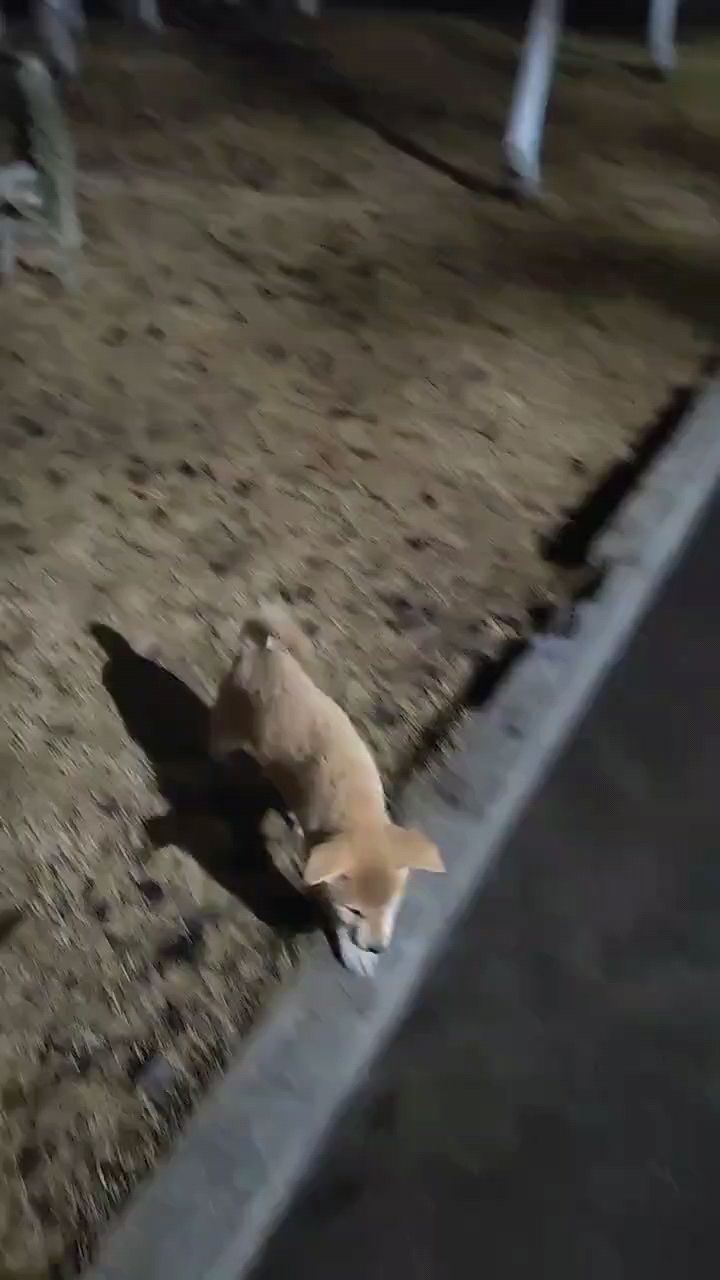 遛狗