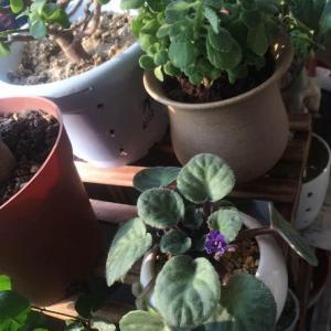 魚畫龍在一起的寓意和象征，跨越與升華的文化意象 魚畫龍在一起的寓意和象征，跨越與升華的文化意象 龍魚百科 第3張