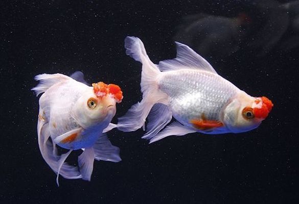 魚畫龍，吉祥合璧的千年文化象征