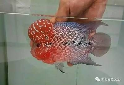 觀賞魚能不能吃雞蛋（觀賞魚可以吃雞蛋嗎）