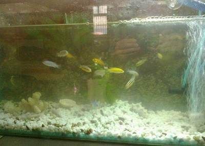 魚缸養(yǎng)水草需要什么條件（魚缸養(yǎng)水草需要什么條件才能養(yǎng)）