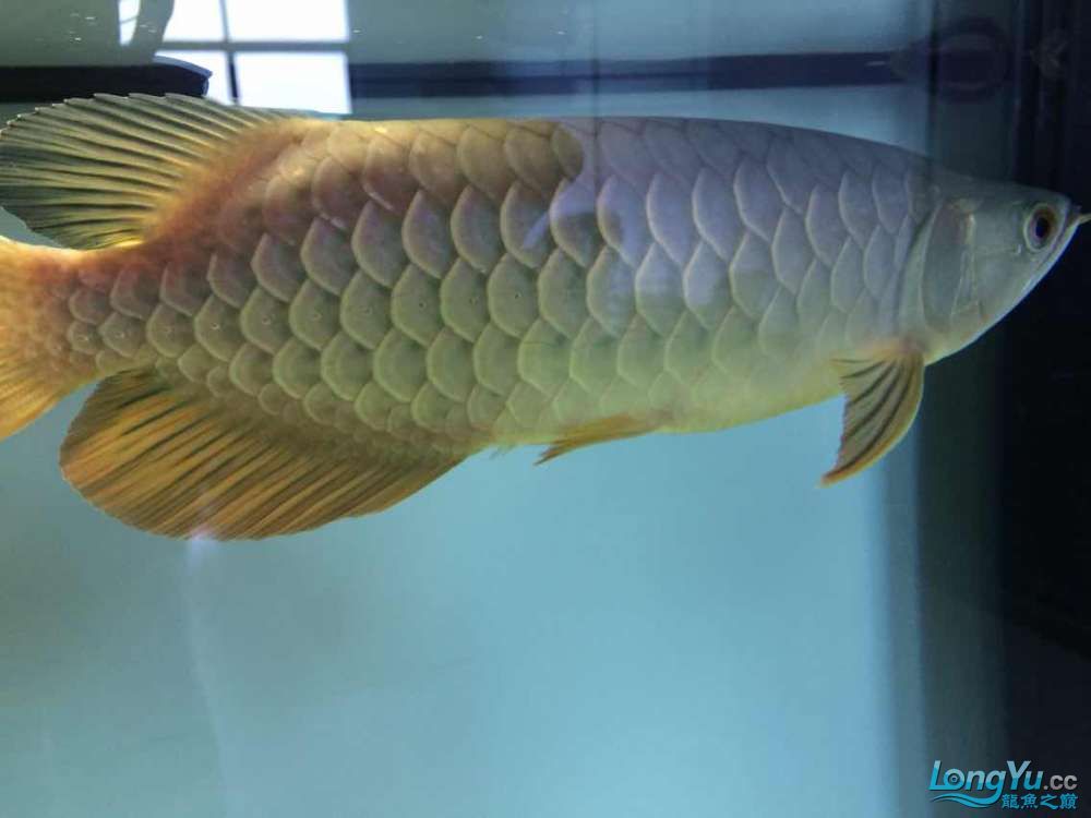 魚畫大全，從東方水墨到西方油彩的魚類藝術(shù)之旅
