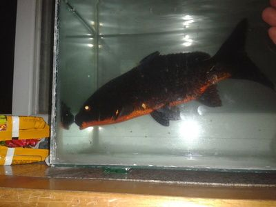 龍魚的鰭爛了是怎么回事vs祥龍魚場：銀龍魚爛尾爛尾爛尾爛鰭怎么回事和銀龍魚爛尾巴怎么回事