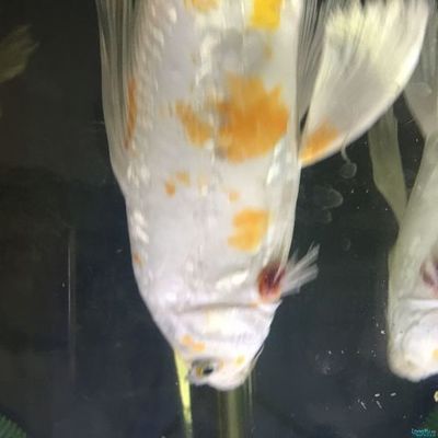龍魚的鰭爛了是怎么回事vs祥龍魚場：銀龍魚爛尾爛尾爛尾爛鰭怎么回事和銀龍魚爛尾巴怎么回事