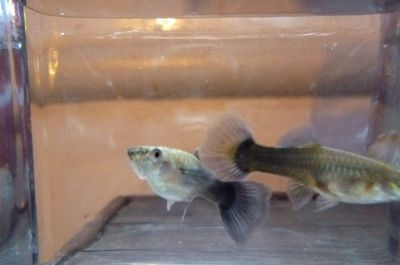 龍魚的鰭爛了是怎么回事vs祥龍魚場：銀龍魚爛尾爛尾爛尾爛鰭怎么回事和銀龍魚爛尾巴怎么回事