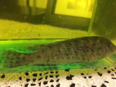 龍魚的鰭爛了是怎么回事vs祥龍魚場：銀龍魚爛尾爛尾爛尾爛鰭怎么回事和銀龍魚爛尾巴怎么回事