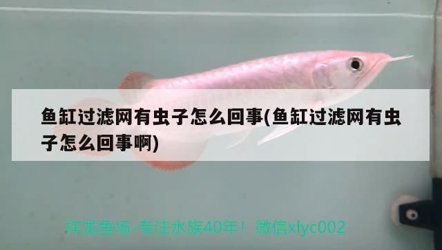 魚缸清缸的正確方法視頻教學（清魚缸魚）