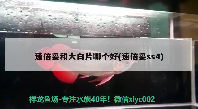 速倍妥和大白片哪個(gè)好(速倍妥ss4)