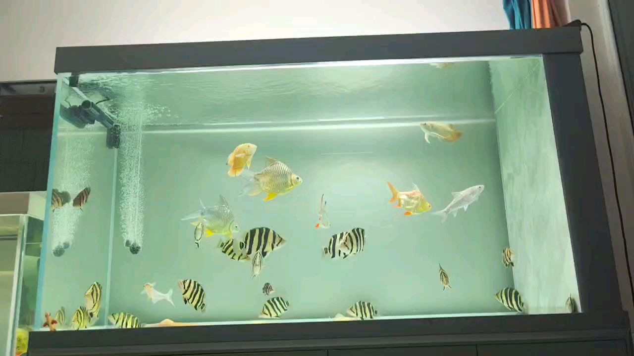 看魚的時候 心情是最放松的[weiqu]