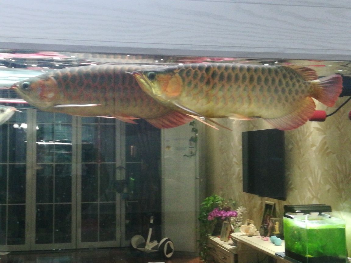 底濾魚缸加熱棒擺放位置最好 底濾魚缸加熱棒放哪