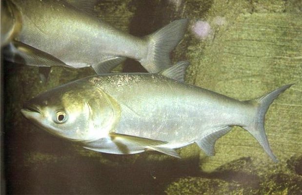 花鰱魚缸怎么養(yǎng)魚（花鰱魚養(yǎng)殖的一般性建議可能有助于您在魚缸中養(yǎng)魚）