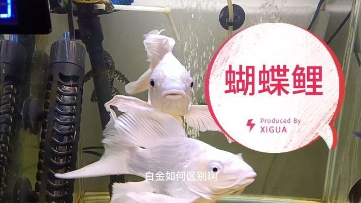 蝴蝶鯉和龍鳳哪個貴（蝴蝶鯉與龍鳳魚價格差異）