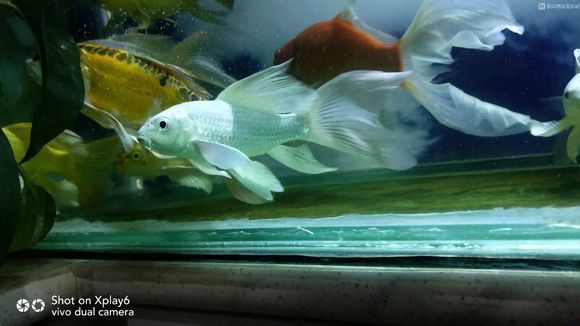 蝴蝶鯉和龍鳳哪個貴（蝴蝶鯉與龍鳳魚價格差異）