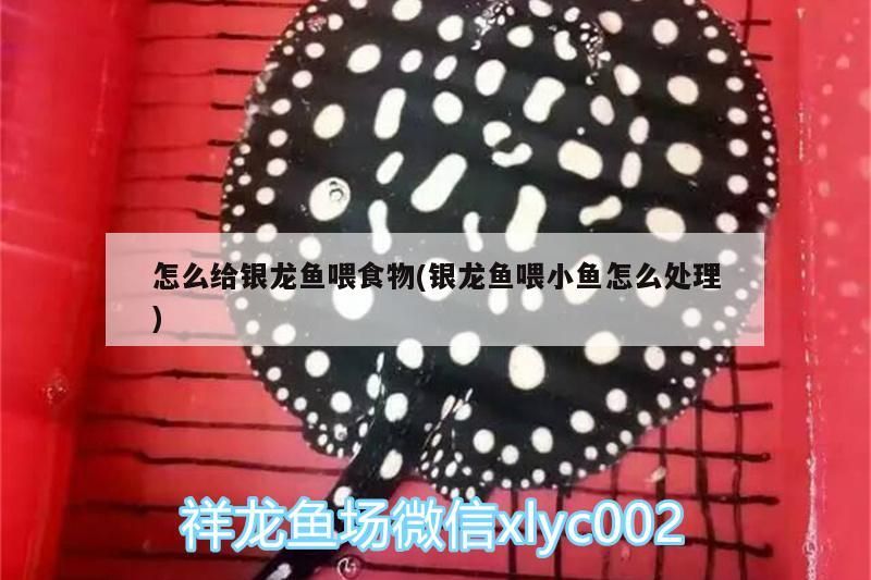 怎么給銀龍魚喂食物(銀龍魚喂小魚怎么處理)