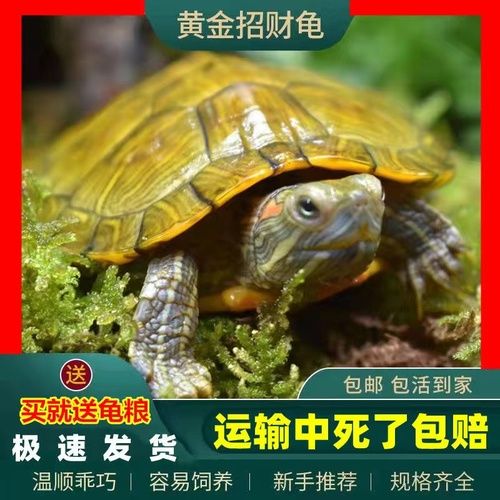 魚化龍手把件最怕的三個東西，保養(yǎng)與禁忌全解析