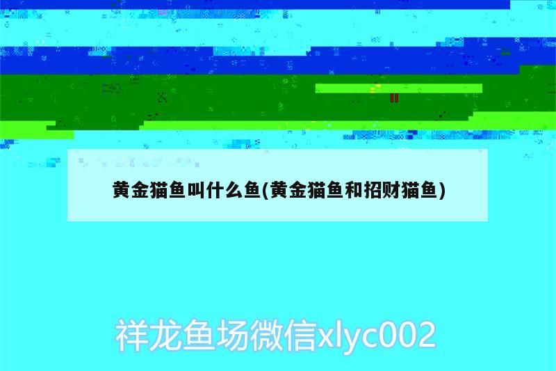 黃金貓魚叫什么魚(黃金貓魚和招財貓魚)