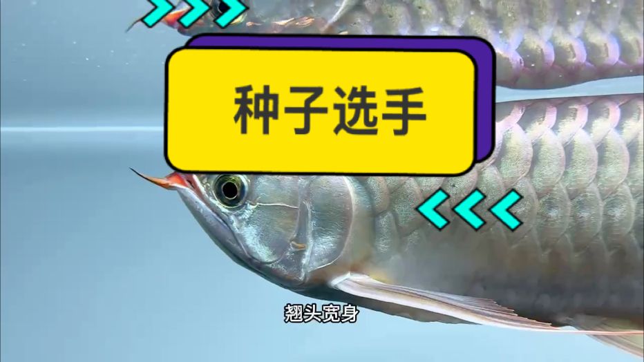 這是一尾渾身“噴金”的紅龍魚個體，故而取名“金多多”。 鱗底的干凈程度也是絕無僅有的一條白玉個體。 飼養(yǎng)在黑缸里的“金多多”竟然比很多飼養(yǎng)在黑缸里的紅龍魚還要干凈???????????? #萬隆天王紅龍 #龍魚 #紅龍 #觀賞魚