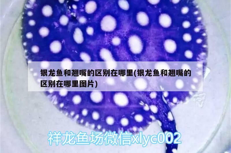 銀龍魚和翹嘴的區別在哪里(銀龍魚和翹嘴的區別在哪里圖片)