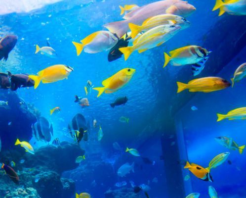 開個(gè)水族館怎么樣（開設(shè)一個(gè)水族館的全面分析）