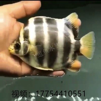 魚化龍牌子的佩戴講究，寓意、方法與風水禁忌全解析