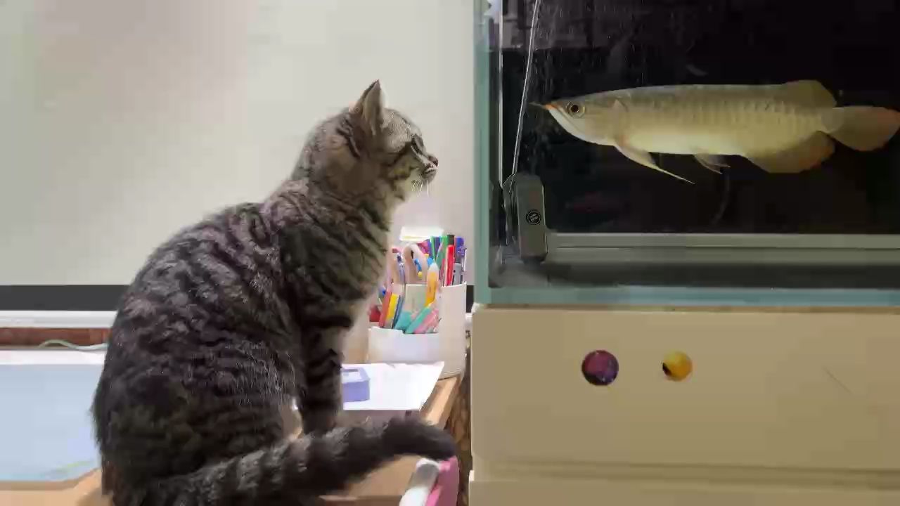 我看到您看到我