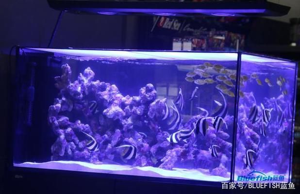 吉印水族燈能不能改裝日出日落控制器（吉印水草燈能用多久）