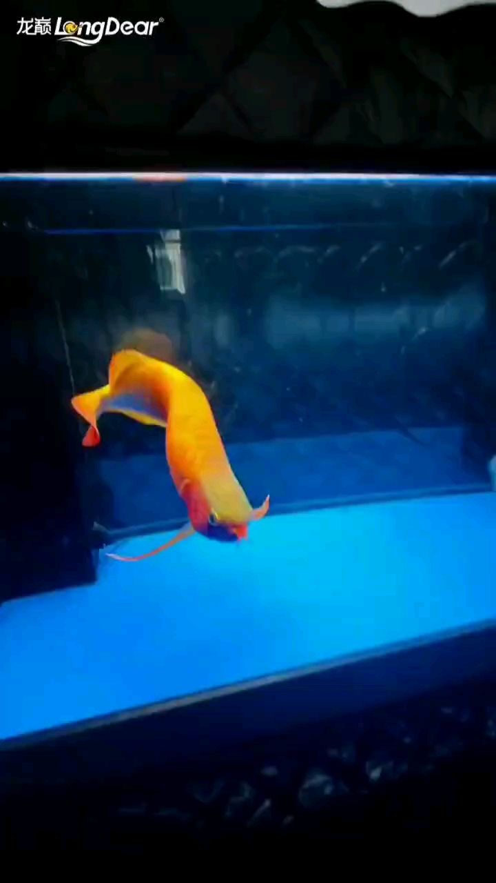 轉發709
