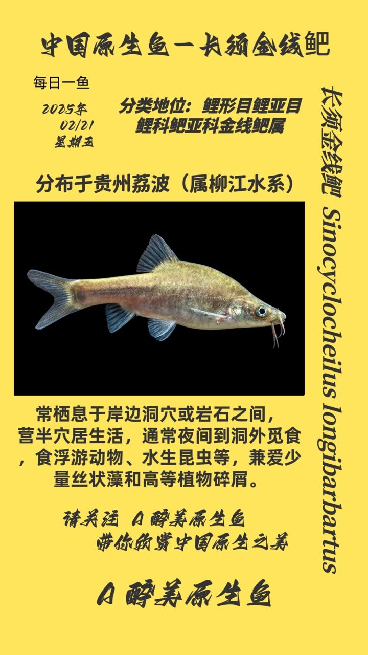 長須金線鲃