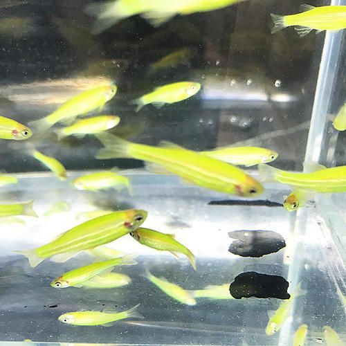 觀賞魚種類小型淡水魚（小型淡水觀賞魚種類及其特點(diǎn)及其特點(diǎn)及其特點(diǎn)及其特點(diǎn)）
