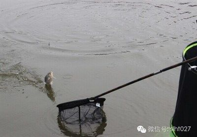 哪個牌子龍魚缸好用又實惠的，選擇龍魚缸需要考慮哪些因素 哪個牌子龍魚缸好用又實惠的，選擇龍魚缸需要考慮哪些因素 魚缸百科 第1張