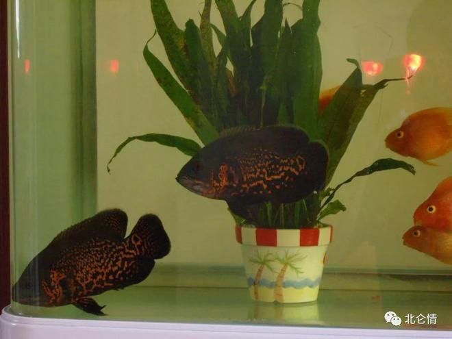 觀賞魚互動性（如何提高觀賞魚互動性）