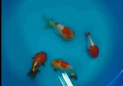 觀賞魚互動性(如何提高觀賞魚互動性) 一方水族 第4張 觀賞魚互動性(如何提高觀賞魚互動性) 觀賞魚互動性(如何提高觀賞魚互動性) 一方水族 第4張