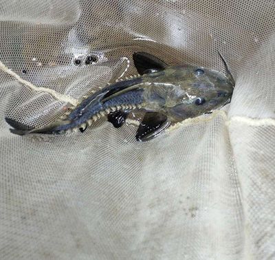 觀賞魚長須子是什么魚（幾種常見的長須子觀賞魚）