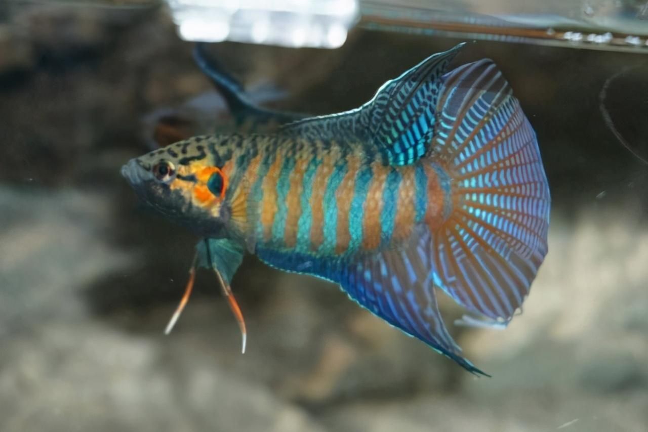 觀賞魚長須子是什么魚（幾種常見的長須子觀賞魚） 觀賞魚長須子是什么魚（幾種常見的長須子觀賞魚） 新加坡三巴旺 第4張