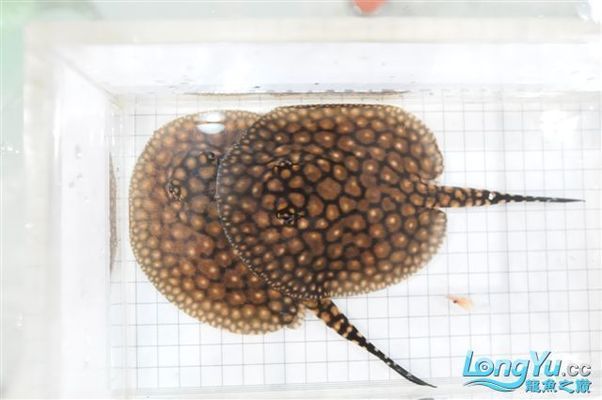 魚化龍吊墜的寓意與象征，從平凡到非凡的蛻變