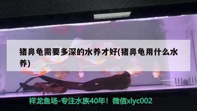 豬鼻龜需要多深的水養才好(豬鼻龜用什么水養)