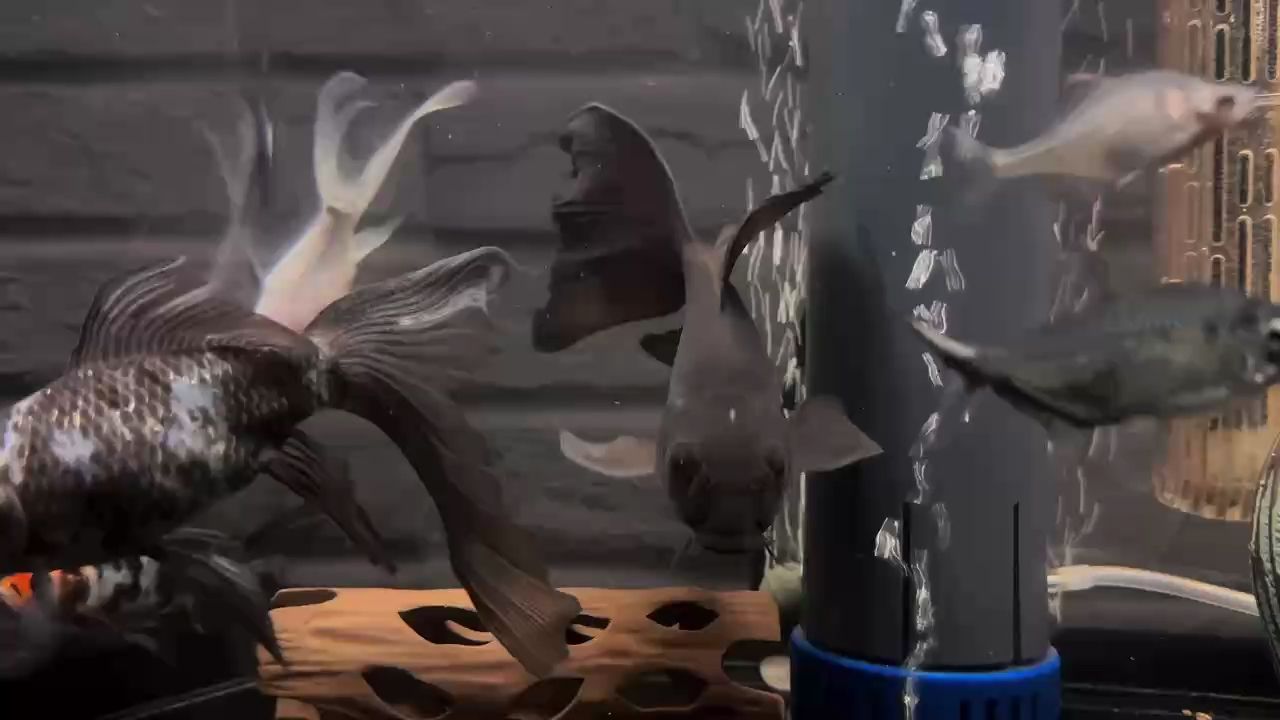 【2025】魚魚的快樂(lè)