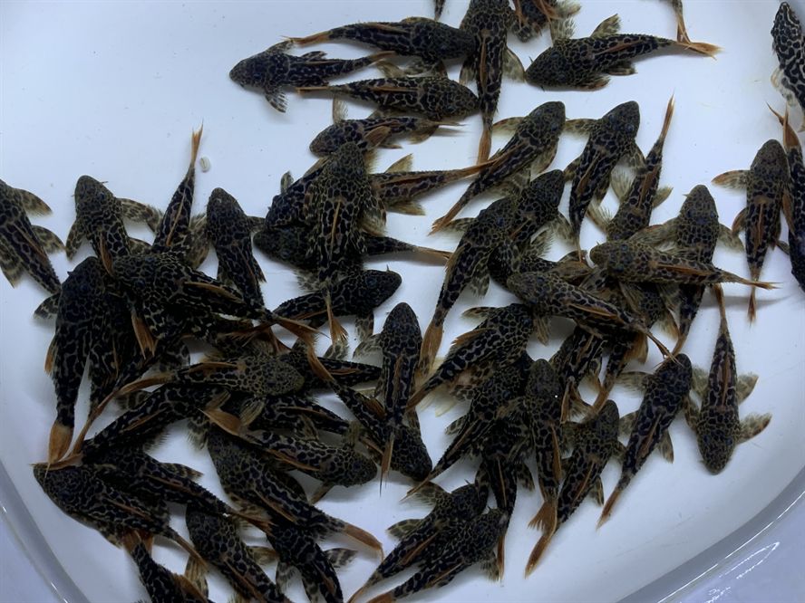 魚化龍戴久了會(huì)有靈性嗎？探索玉雕神獸的神秘力量