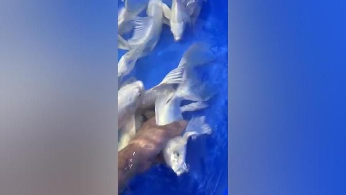30厘米蝴蝶鯉魚多少錢一條（30公分蝴蝶鯉價(jià)格）