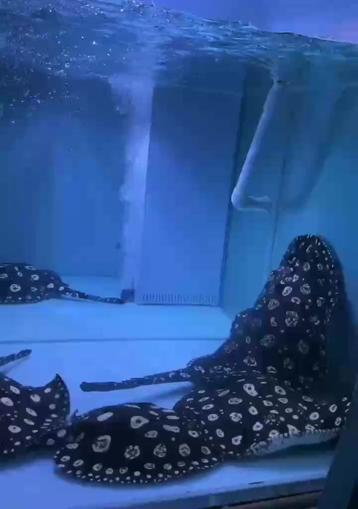 分享下種群 最緊要自己鍾意 分享下種群 最緊要自己鍾意 龍魚論壇