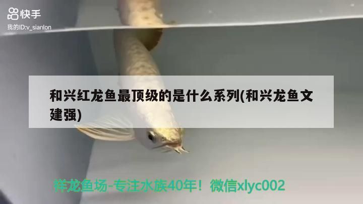 和興紅龍魚最頂級(jí)的是什么系列(和興龍魚文建強(qiáng))