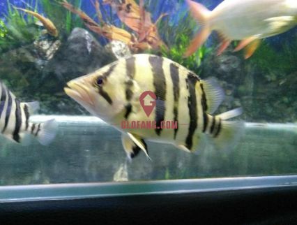 三紋虎魚與印尼虎魚區別，三紋虎魚和印尼虎魚是兩種常見的觀賞魚，在多個方面都有所區別 三紋虎魚與印尼虎魚區別，三紋虎魚和印尼虎魚是兩種常見的觀賞魚，在多個方面都有所區別 虎魚百科 第2張