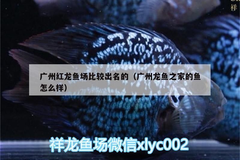廣州紅龍魚場比較出名的（廣州龍魚之家的魚怎么樣）