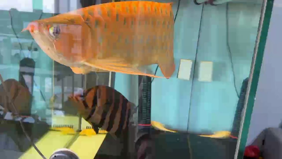 龍魚快六年了 龍魚快六年了 龍魚論壇