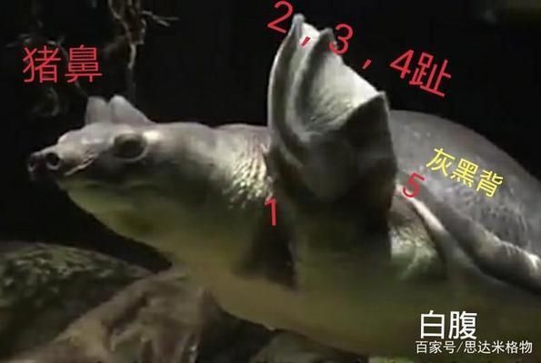 豬鼻龜為什么會死：豬鼻龜死亡的常見原因：豬鼻龜死亡的原因